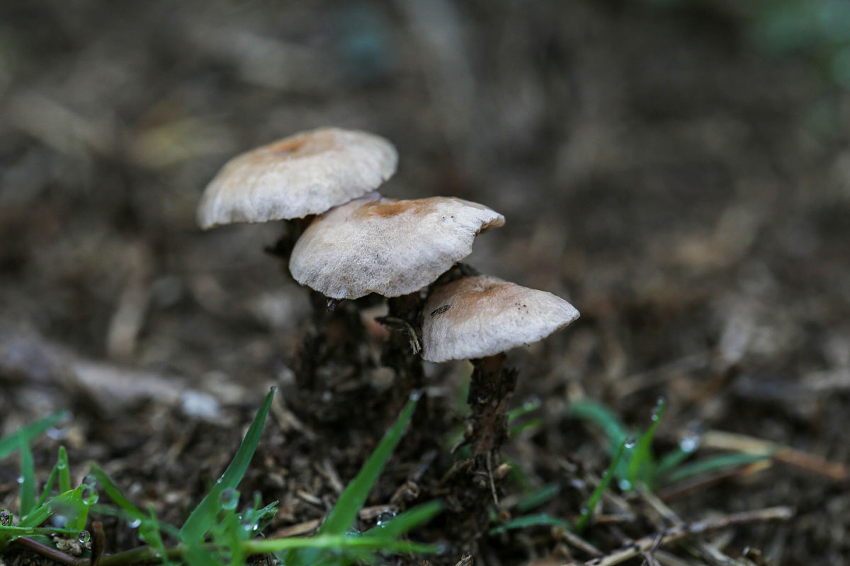 星露谷物语《星露谷物语》是一款由ConcernedApe开发的农场模拟游戏。玩家扮演一个从城市搬到乡村继承了一块废弃农场的年轻人需要通过耕种、养殖、采矿等活动来恢复农场的生机与村里的居民交流互动发展自己的农场事业。游戏画面精美音乐动听玩法丰富多样深受玩家喜爱。完善农场是游戏的核心目标。玩家需要种植不同的作物照顾家畜收获资源以此换取金钱购买更多的种子、工具和建筑材料扩大农场规模。同时玩家还可以在村里