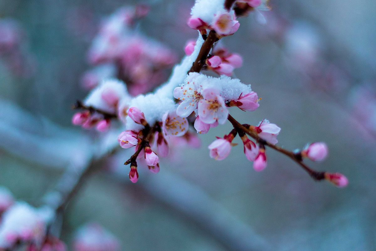2020年4月21日,吉林长春,飘起了雪花,路边娇嫩的桃花被大雪覆盖,给人