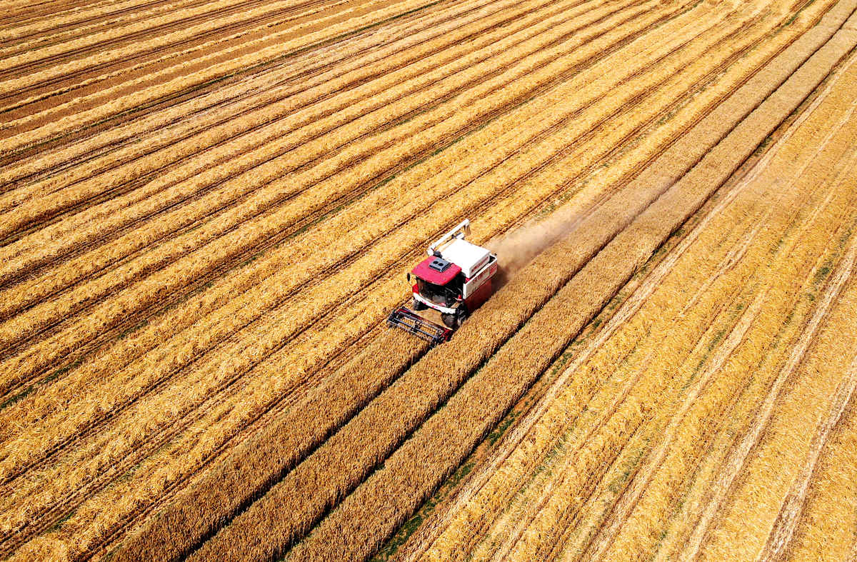 保障粮食安全：中国策略与建议