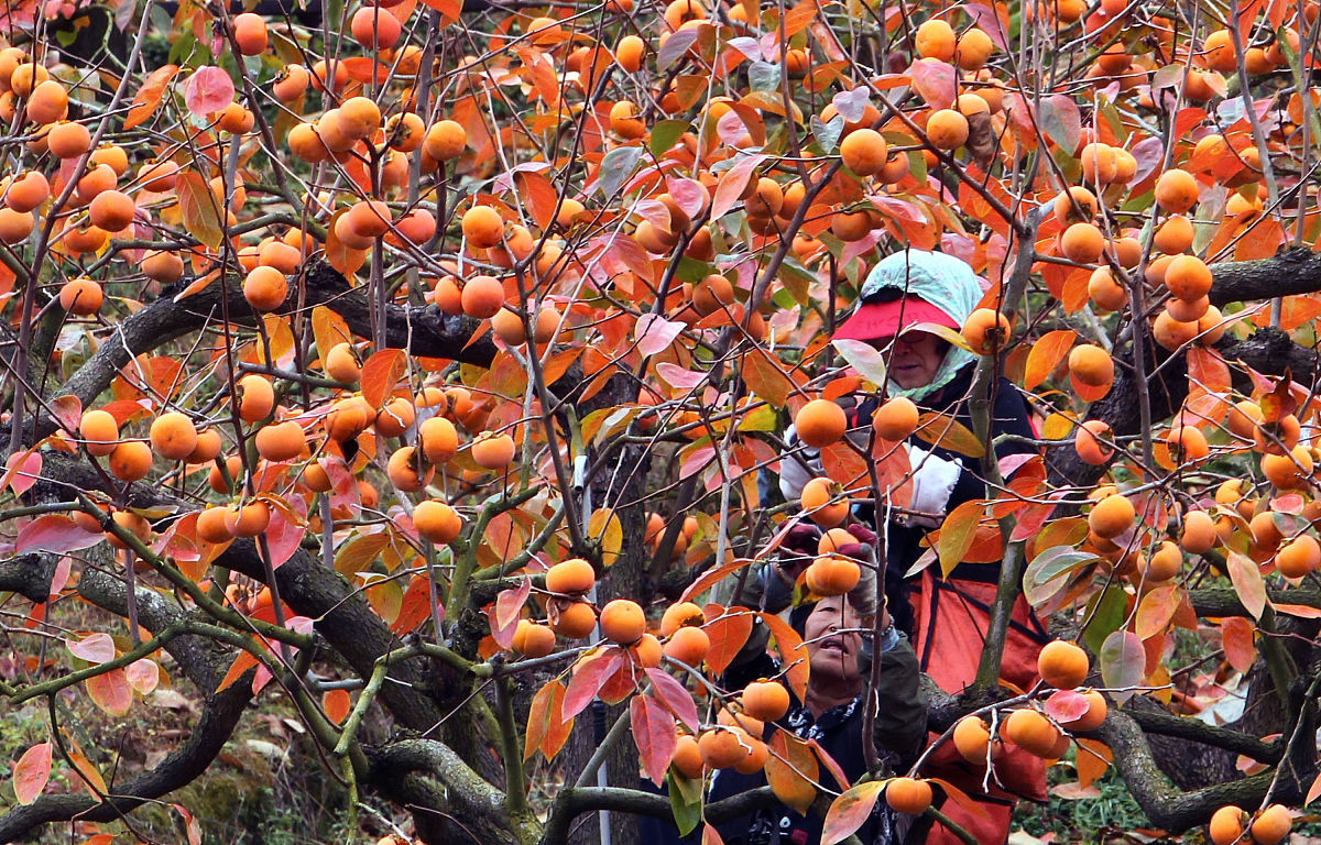 岁岁年年柿柿红