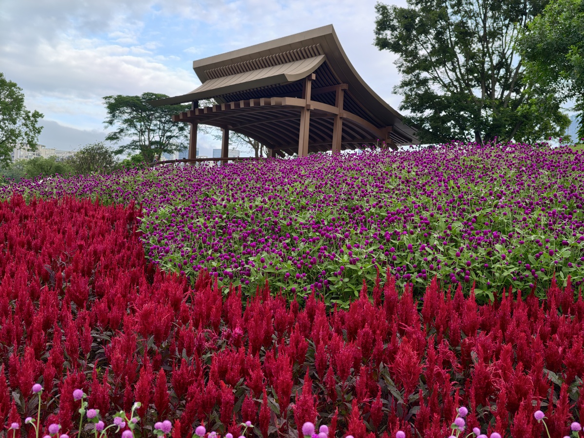 深圳花海景点大全：旅游指南、门票、交通、攻略 - 深圳旅游攻略