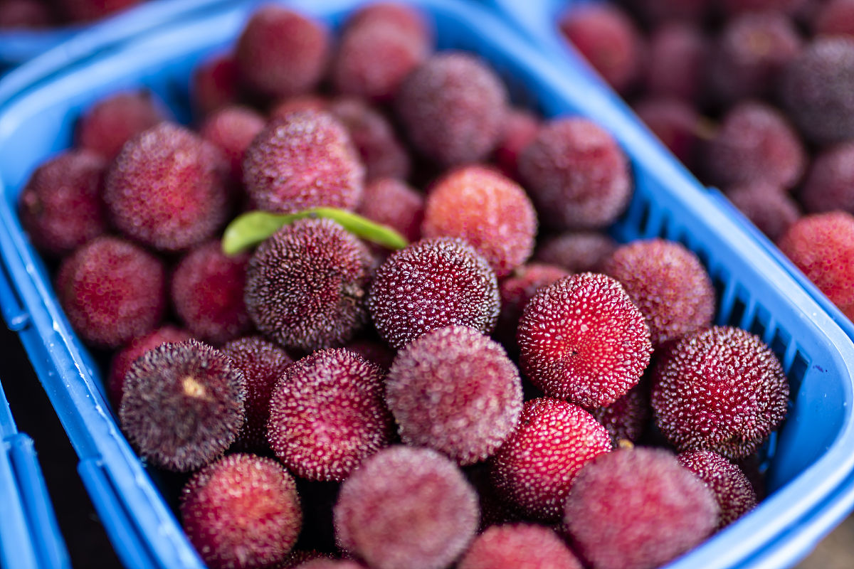 端午吃杨梅，解锁夏日清甜回忆