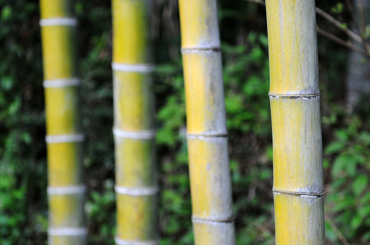 一根竹子有多重