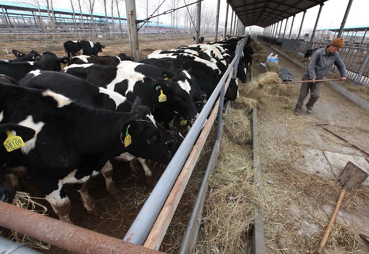 不法奶牛是什么意思_词语不法奶牛的意思