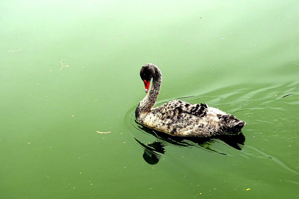 为什么叫985高校