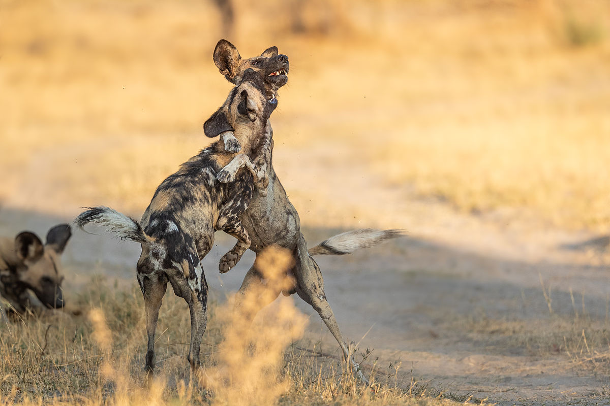 议论文写作利器：7个高频社会学概念深度解析