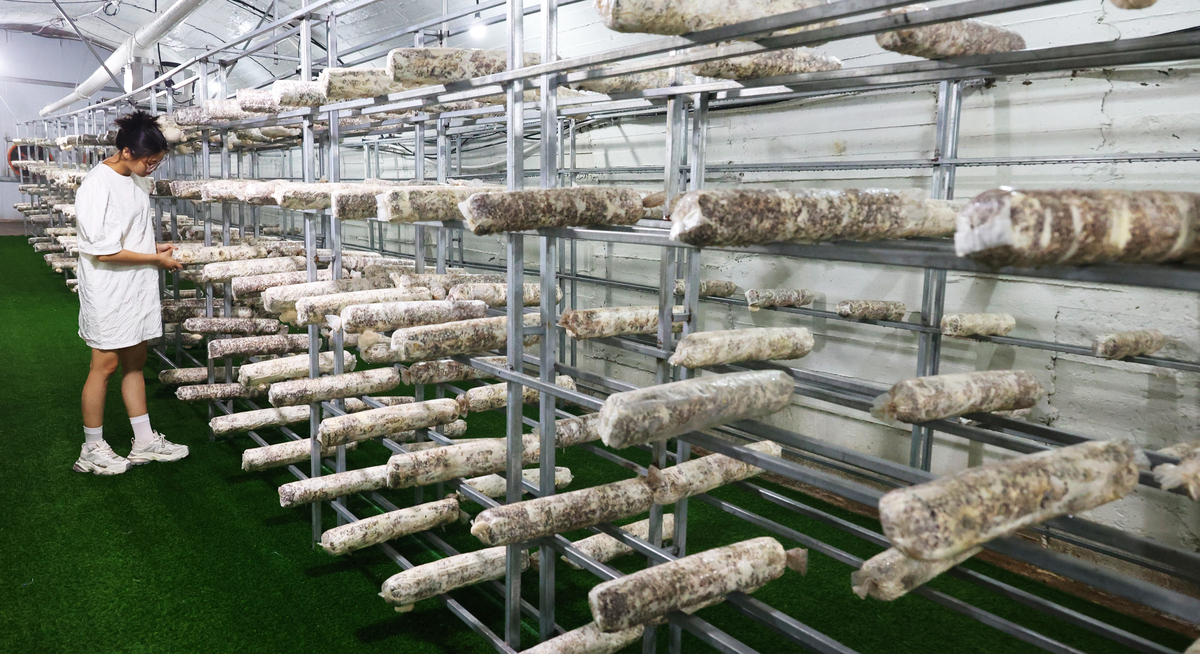 崇左市发展杏鲍菇的栽培技术方案