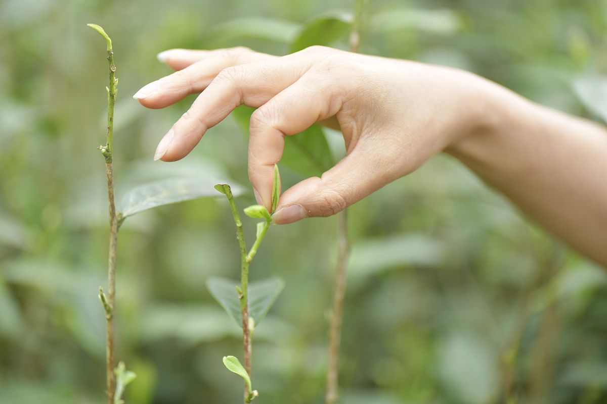 贵州农业职业学院动物营养与饲料专业就业前景及课程设置