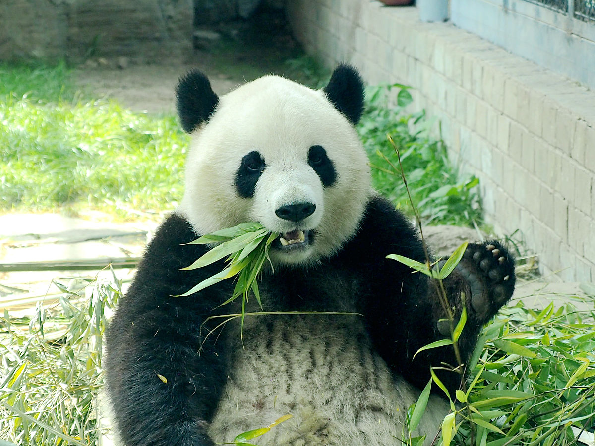 旅美大熊猫'小奇迹'饮食问题已解决，生活幸福！