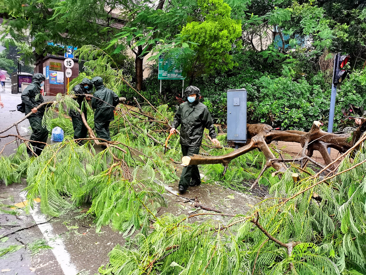 修剪绿化树木防止树根破坏路基的科学原理