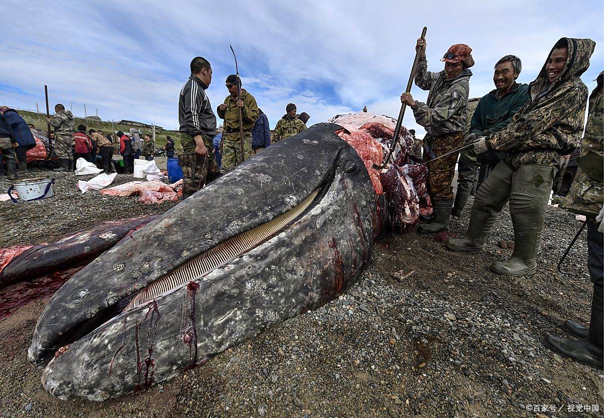 鲸鱼肉（Muktuk）：一种独特的北极美食