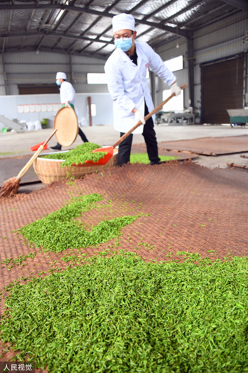 贵定中等职业学校茶叶生产与加工专业如何
