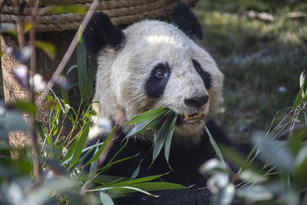 2022年成都金沙职业技术学校招生简章 - 报名指南