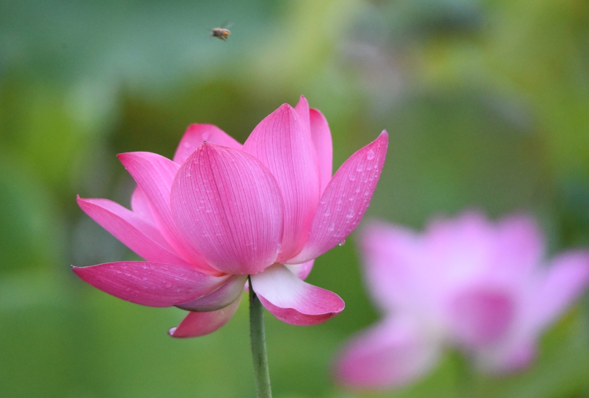 石家庄2023年计算机学校哪里的好