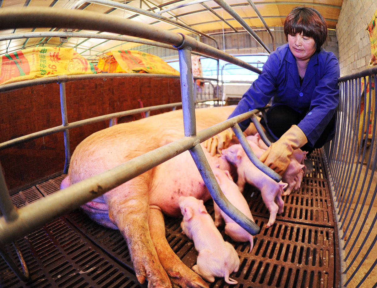 年产20万头保育仔猪的种猪生产线设计方案