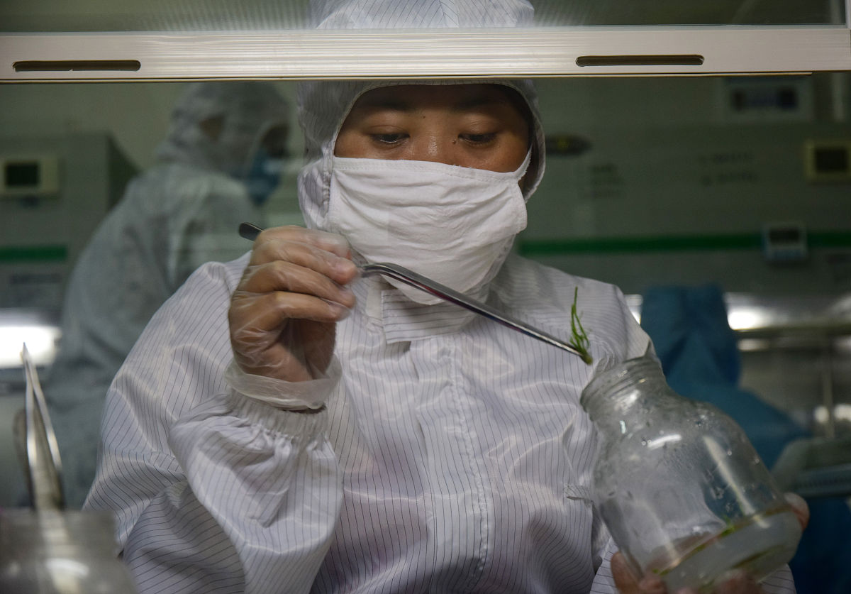 树苗组培液配方及成分详解 - 详细配比和步骤