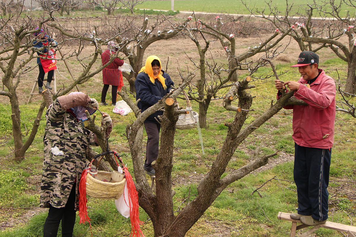 李子树刚花包打了杀虫药杀菌药氨基酸钙后突然花包干枯不知咋回事
