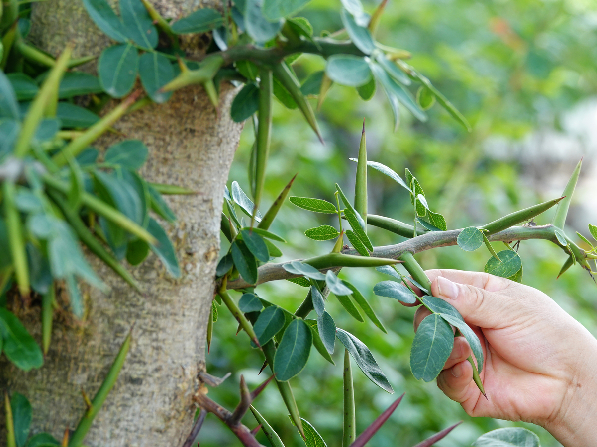 将 柠檬枝条树仔菜插条杨树插条防己插条冬枣接穗皂角嫁接枝条苹果接穗猕猴桃枝条柑桔枝条柚子枝条板栗接穗李子枝条脐橙枝条无花果枝条桃树嫁接枝条荔枝嫁接枝条砧木金叶榆接穗柿子树接穗红刺藤枝条梨树嫁接枝条蔓荆子枝条黄皮枝条油茶穗条芒果嫁接枝条核桃接穗血橙枝条 以、分割