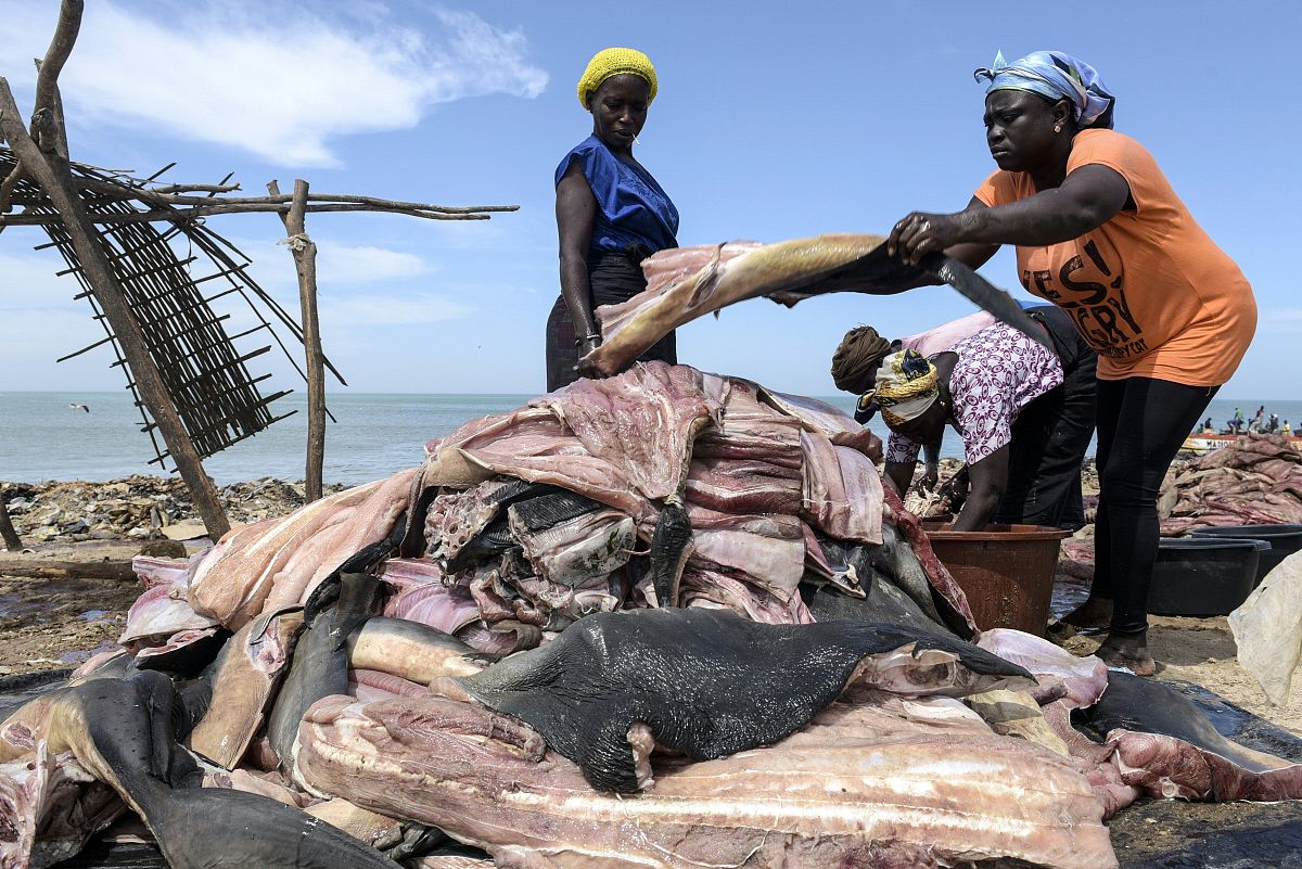 cuts of shark <strong>m</strong>eat are washed and arranged on the beach of m