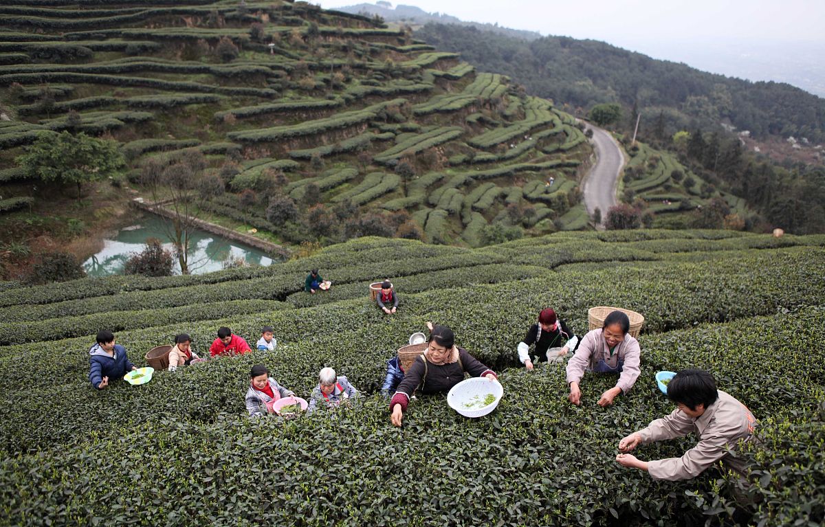柏泉茶场调研报告：传统工艺，高端品质，未来展望