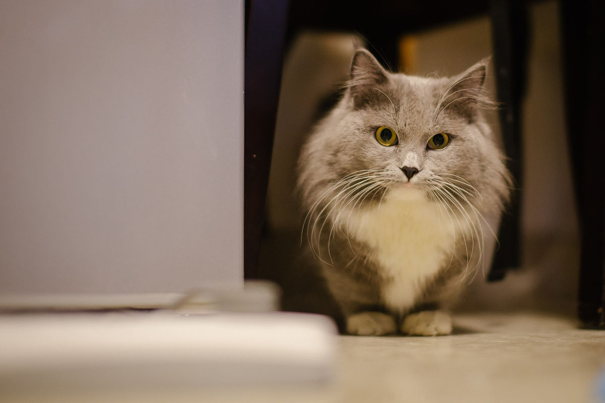 仿写课文猫第二自然段