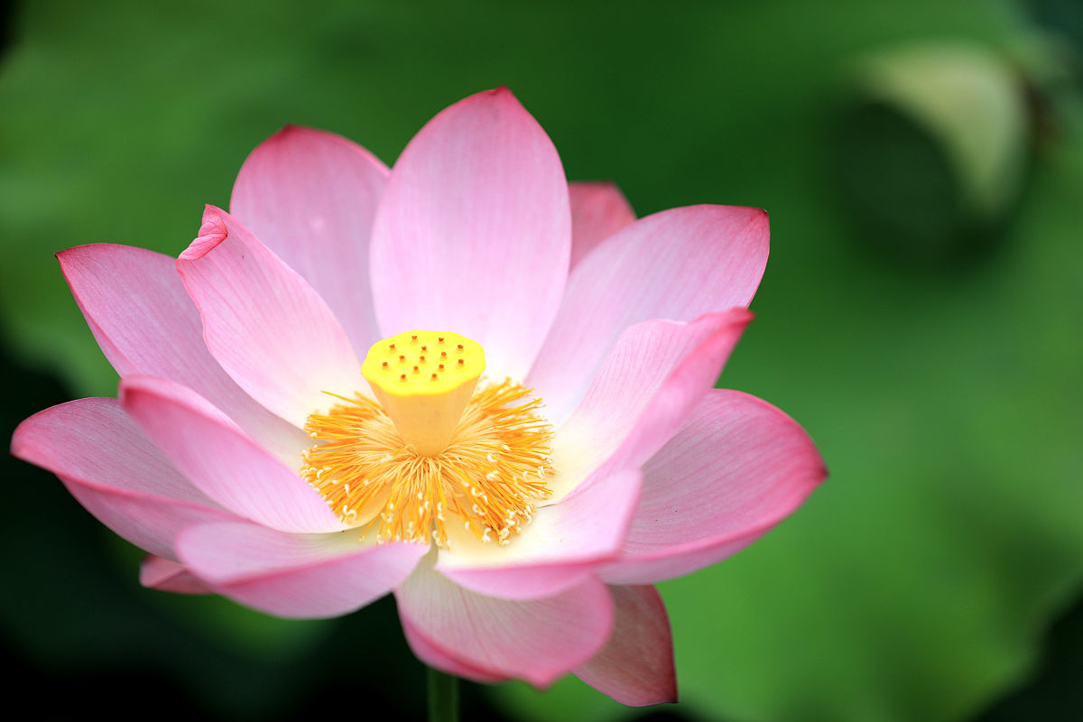 女生假期生活创意名称：花香漫步