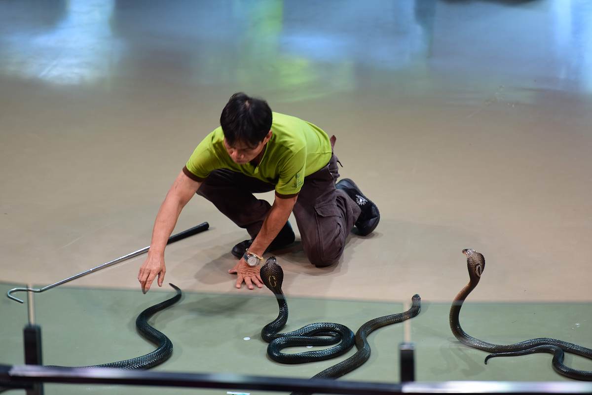 偷渡者为何被称为'蛇头'：历史渊源与犯罪行为解析