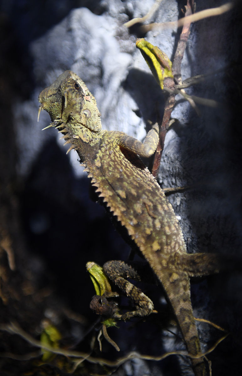 帮我写昆虫研究技术课程论文内容：有关昆虫学的文献综述格式：按照文献综述的论文要求字数：1500-2000中文