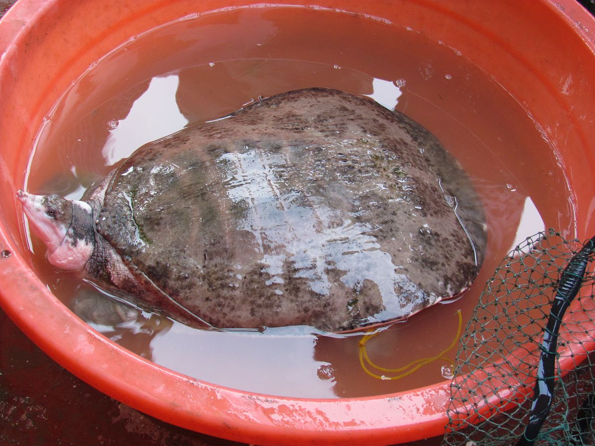 甲鱼肉为什么嚼不烂？口感秘密大揭秘！