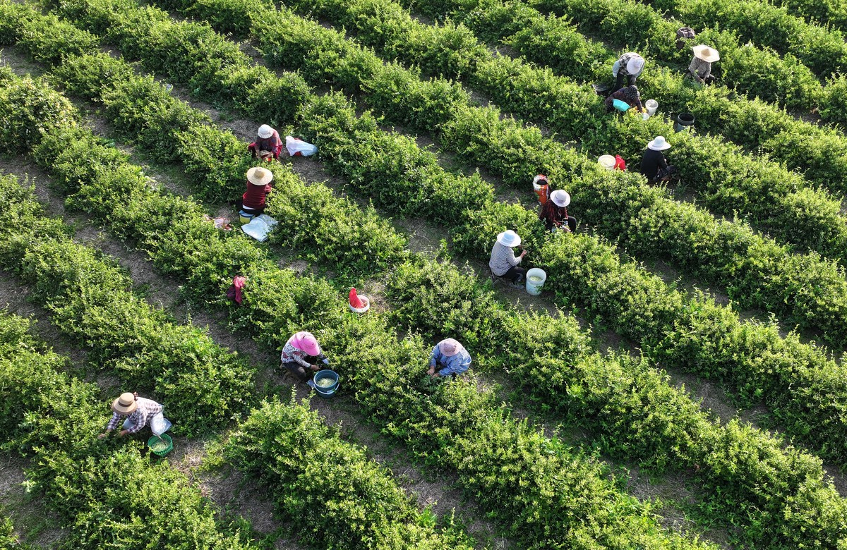 茶树栽培与茶叶加工专业前景：2023年发展趋势与就业分析