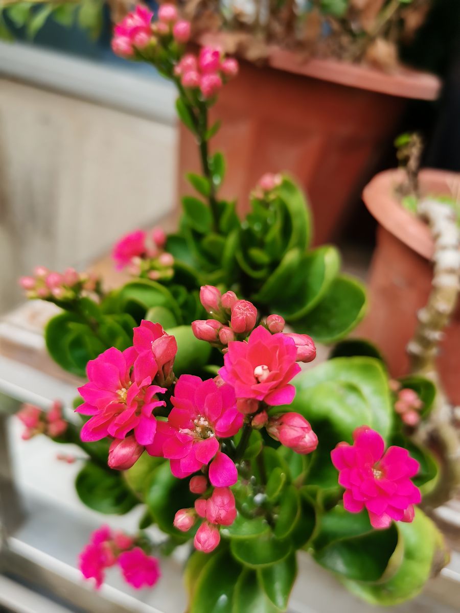 长寿花一年开几次花？花苞不开花的原因及解决方法