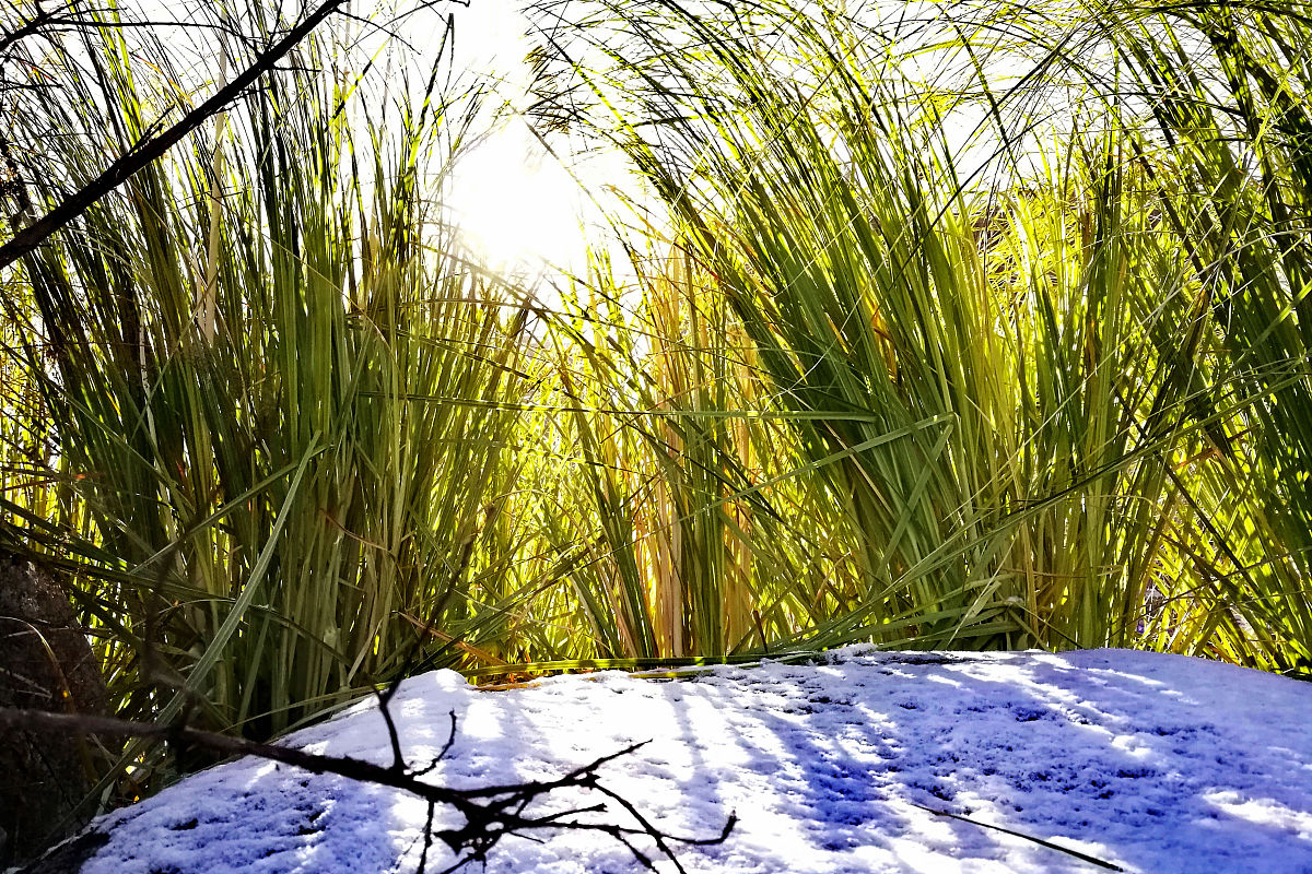 公园游记：三年级小学生眼中的美丽景色