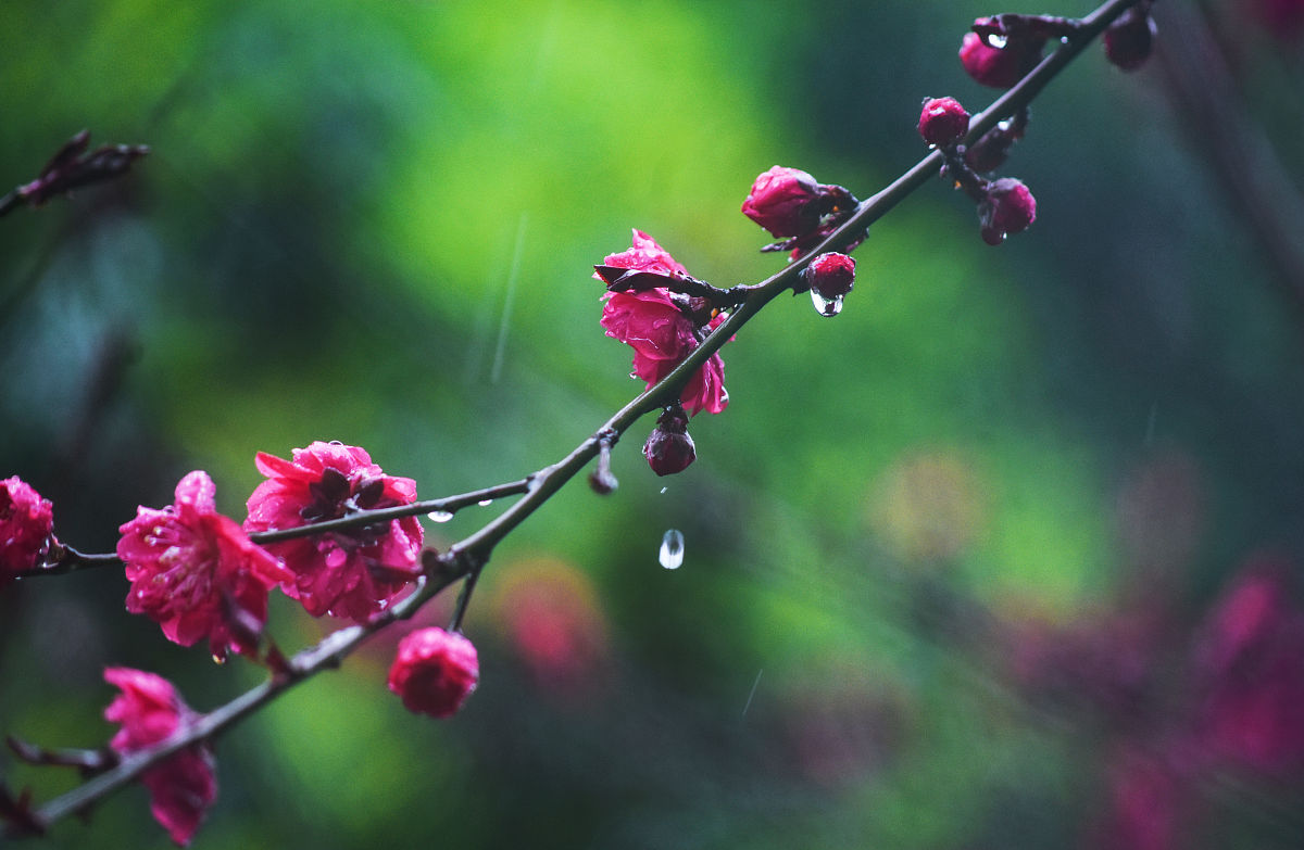 用诗雨写诗词：花开花落似诗雨，清风徐来心自由
