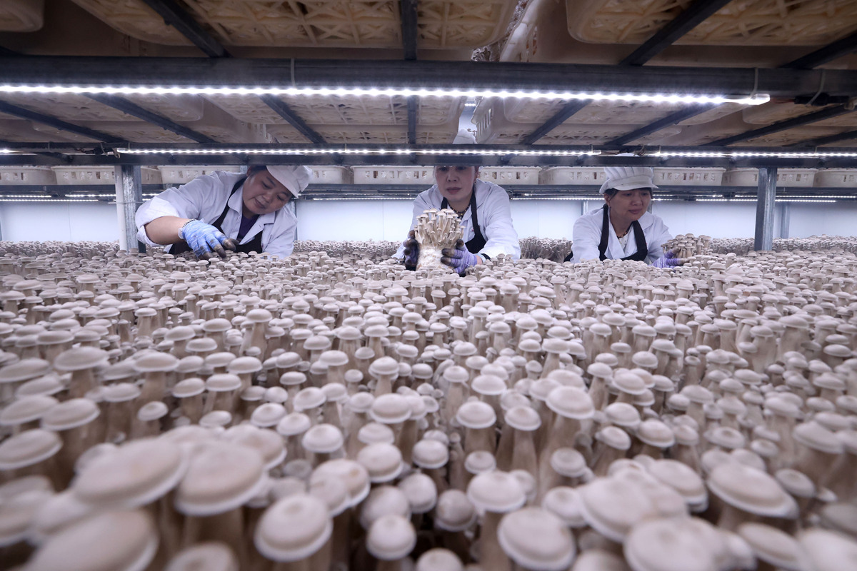 在参展木耳节展会中菌业公司展示了自己的最好的菌种和菌包黑木耳、玉木耳吸引了众多群众的关注和赞赏并与多名公司代表建立联系关系为之后建立合作关系打下基础。公司的展台设计独特展示了菌包的种植、生产加工和销售过程吸引了众多参观者的驻足观看。公司的工作人员对来访者耐心解答各种问题向他们介绍了菌业公司的发展历程和未来发展规划。在最后一天公司各项展示的产品受到广大消费者的喜爱菌包定价25元包累计销售96包总计销