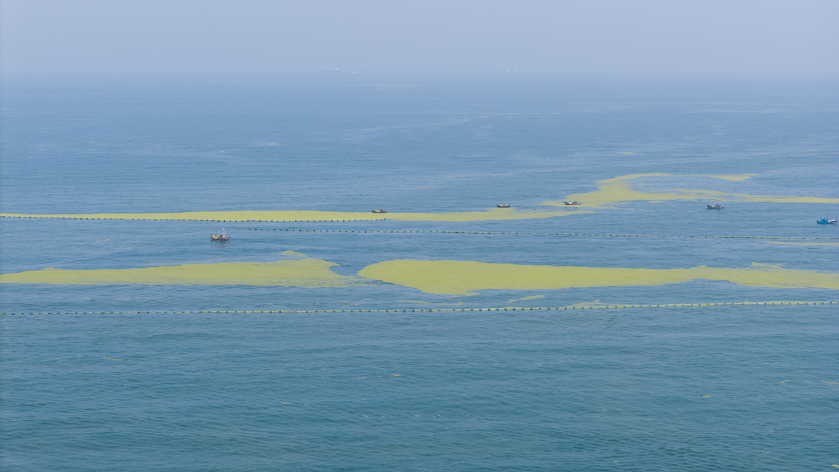 黄海为什么不黄