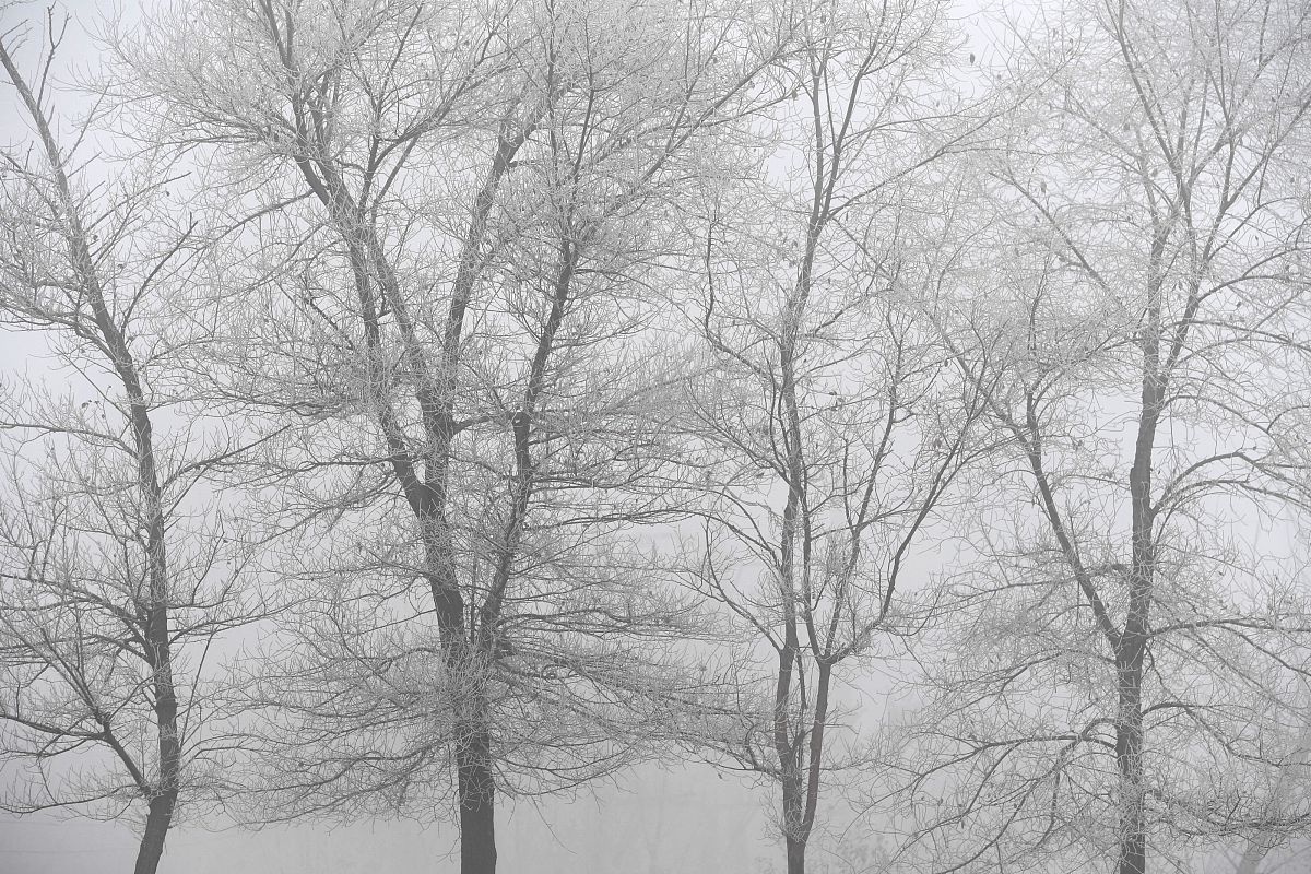 《见树又见林》读后感：人生与成长的感悟