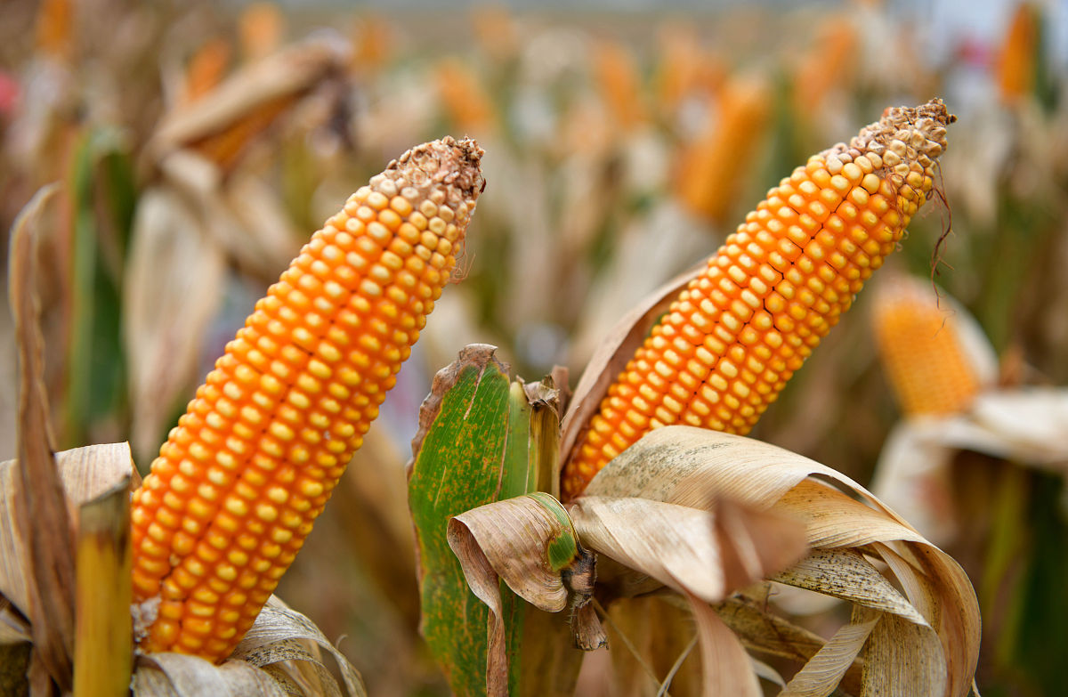 石家庄新世纪中等专业学校2021年有哪些招生专业