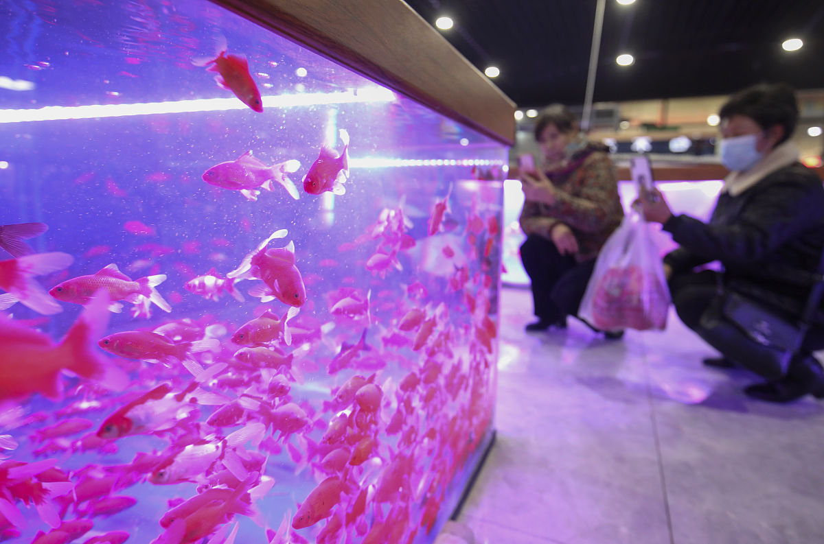 抖音卖观赏鱼直播间怎样与观众互动拉停留