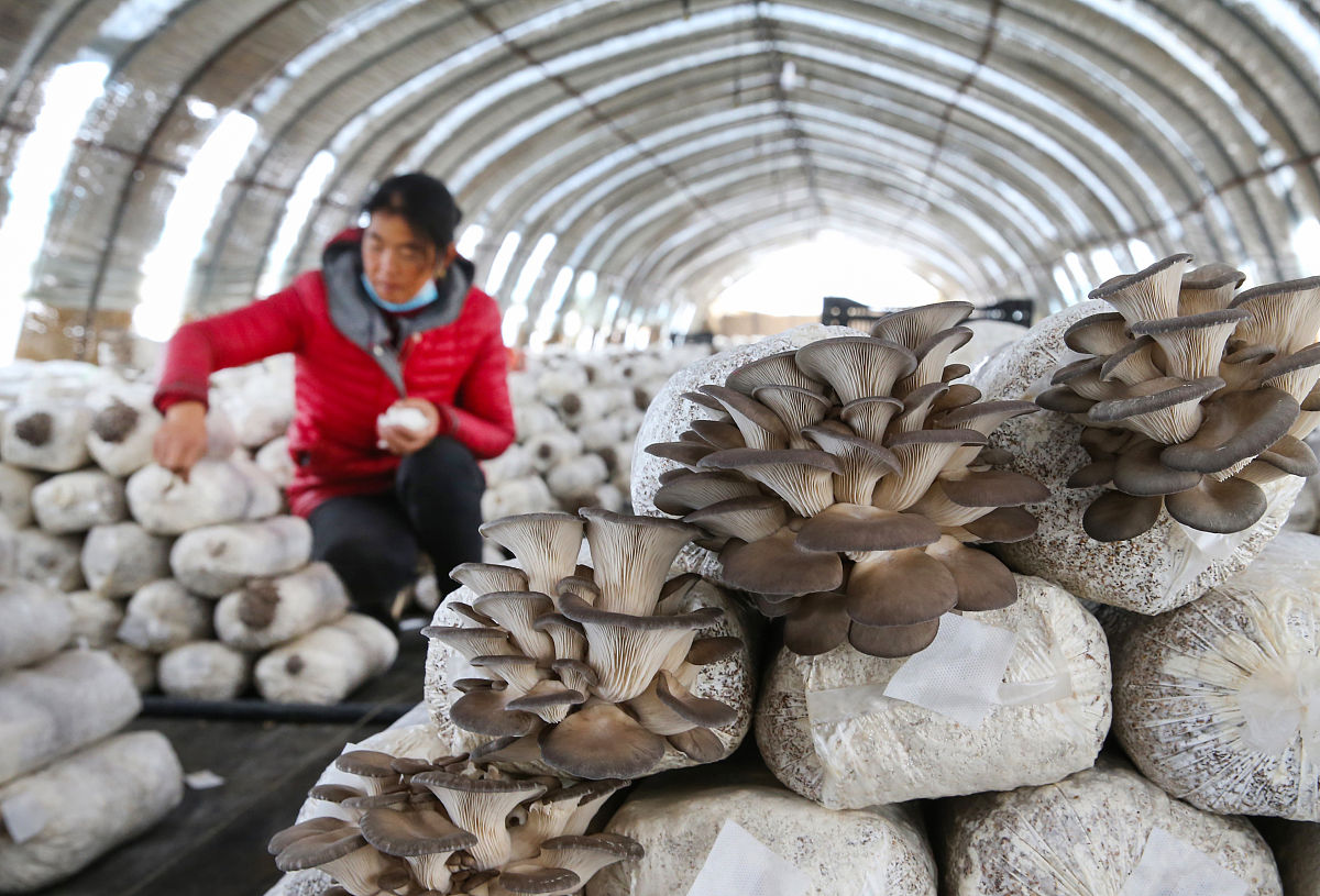 食用菌大棚闲置资产处置情况整改报告通知