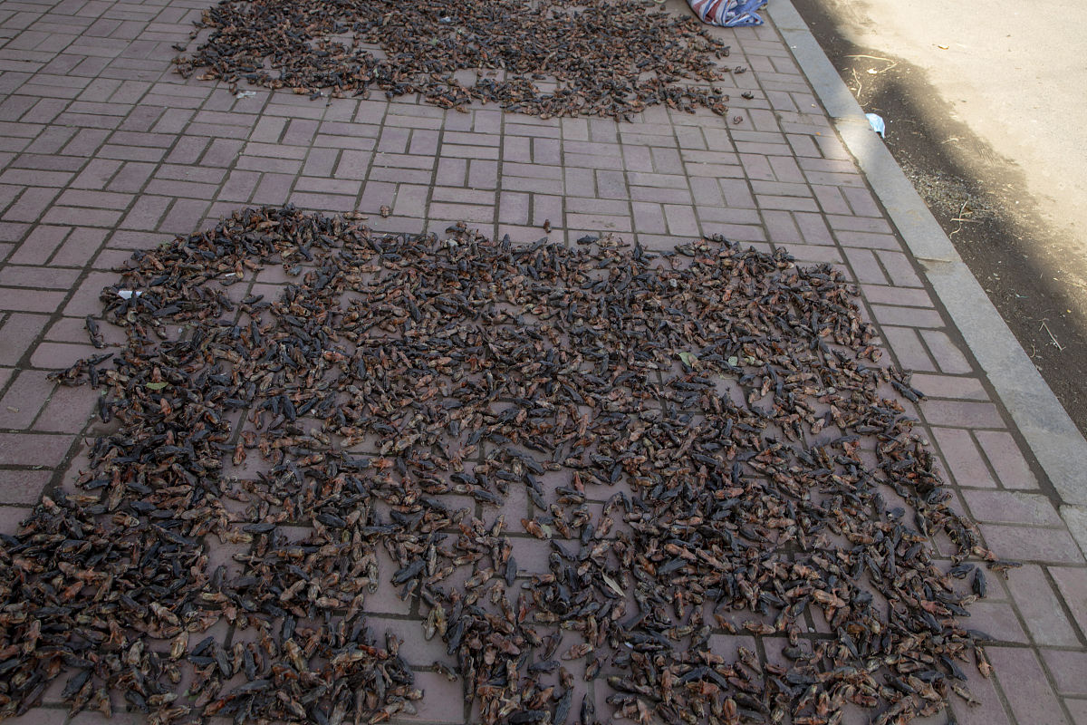 帮我写一个关于吉林省林蛙产业发展的调研报告5000字