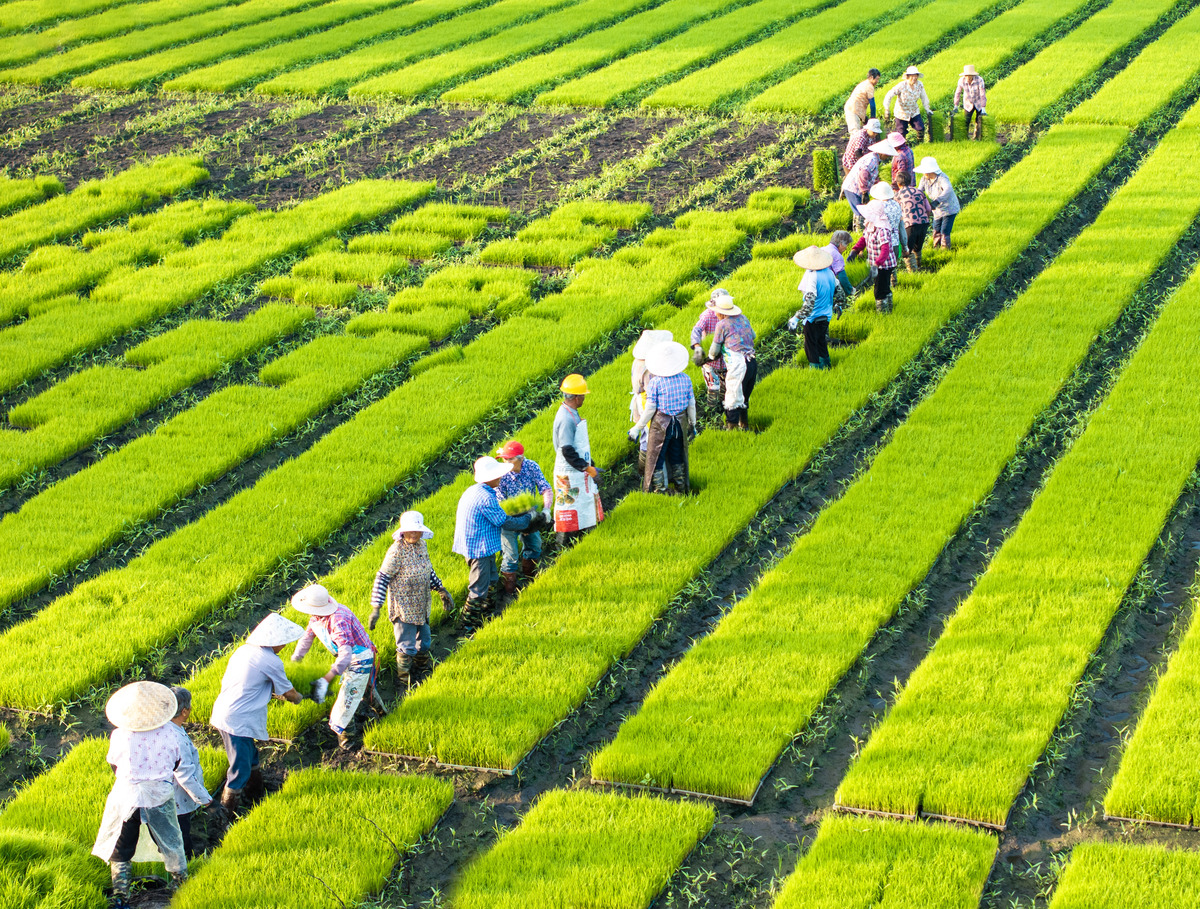 为论文乡村振兴背景下武隆区农业人才缺乏问题及对策研究写一篇提纲。