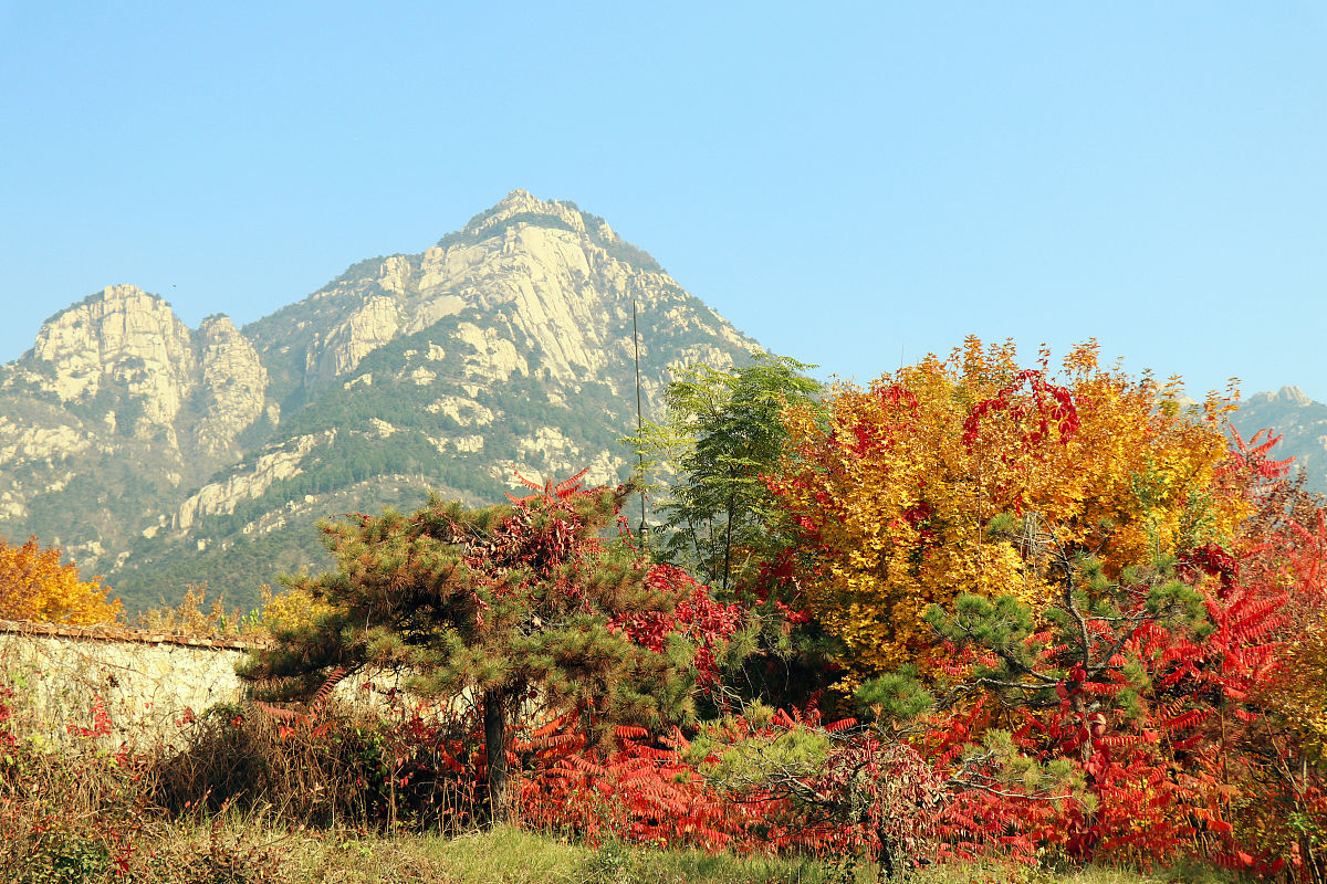 2017年11月6日,山东泰安,泰山樱桃园景区的秋天,红枫似火,秋高气爽,耳