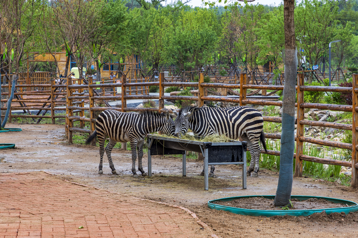 滨海动物采集与参观动物园：收获满满的奇妙之旅