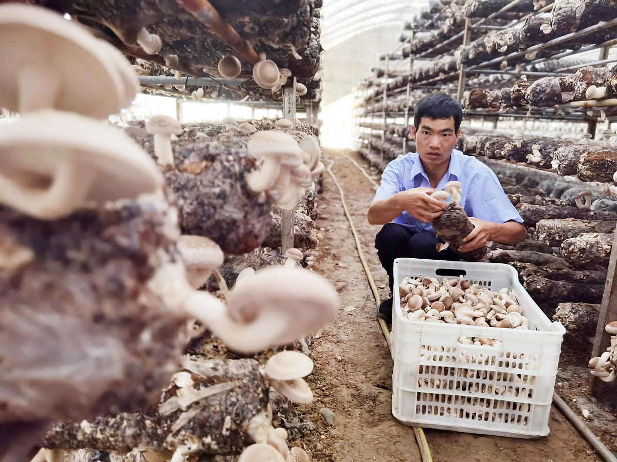 学前教育社会实践：菌菇店实践课题解析