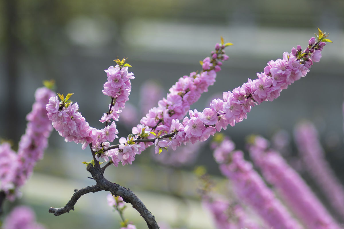 《爱在桃花园》歌词：三月桃花开呀，爱在桃花园
