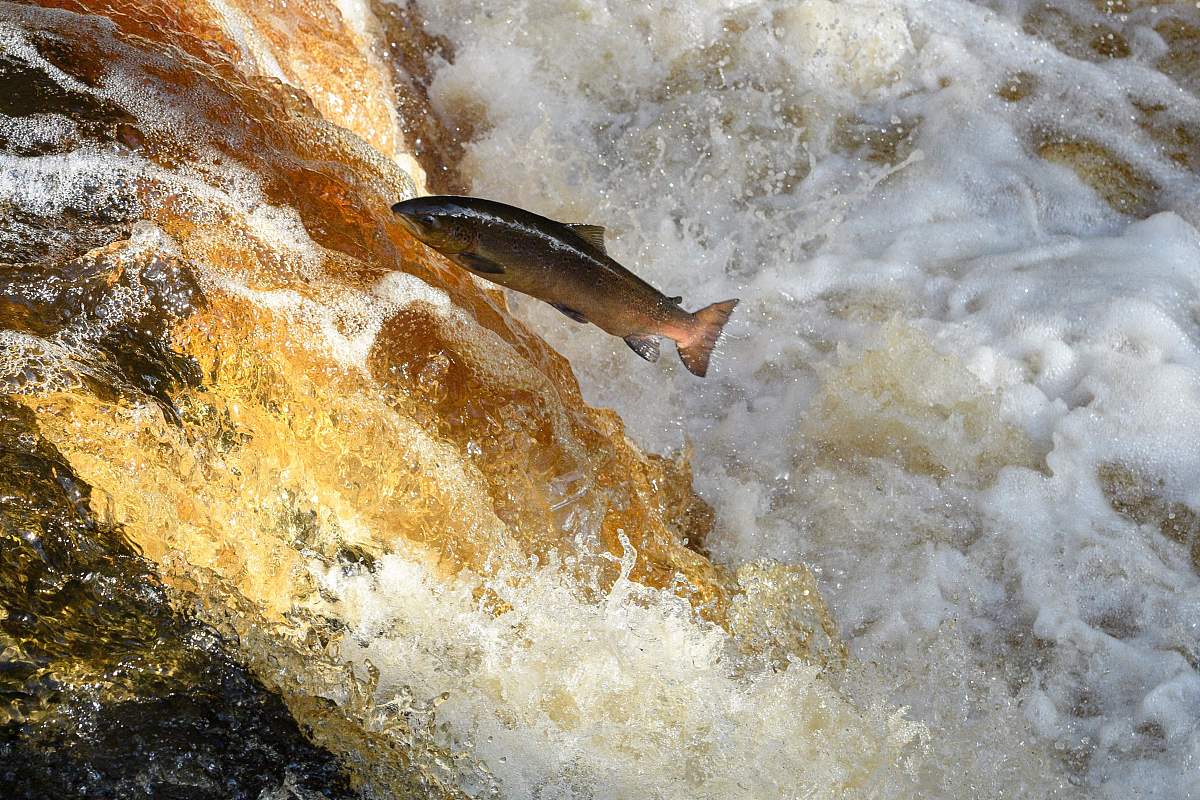 鲑鱼洄游：生态奇迹与面临的挑战