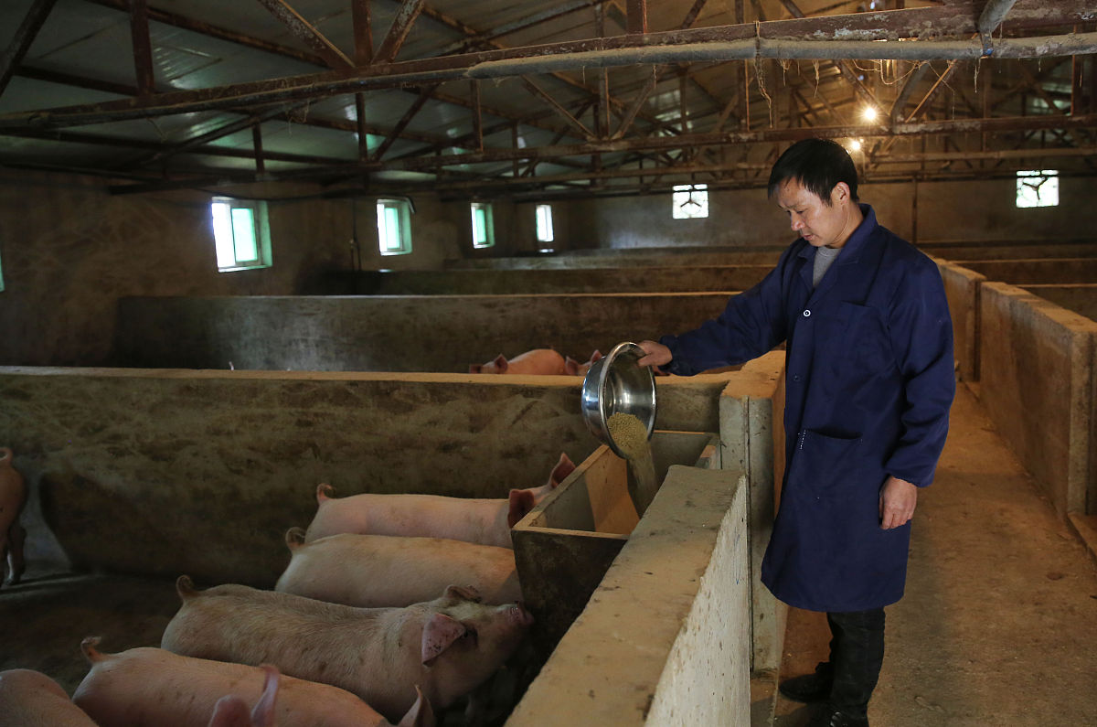 关于延安市生猪养殖业存在生猪养殖技术推广不足问题的分析不少于800字。