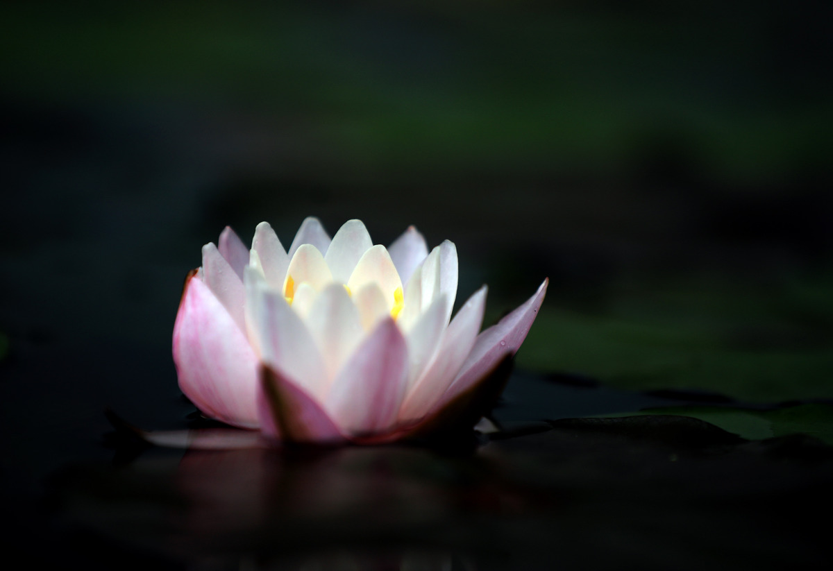 莲华：寓意与象征意义 - 佛教文化中的吉祥之物