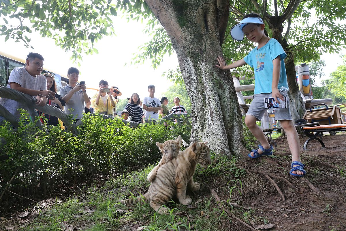 探索自然中的动物保护与人文关怀：研学活动方案
