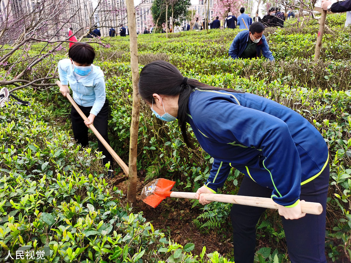村委会宣传助理员周记：环境整治、文化活动、义务植树、防疫知识